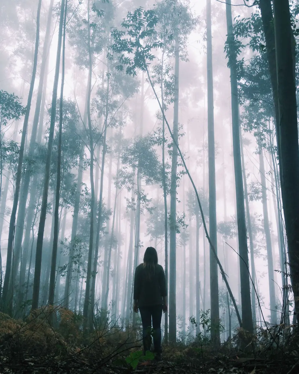 Eine Gestalt von hinten, allein in einem nebelverhangenen Wald aus hohen, schlanken St&auml;mmen